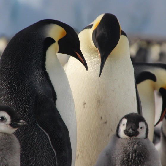 Heather Lynch: Penguins of Antarctica