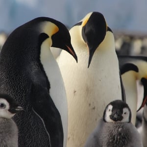Heather Lynch: Penguins of Antarctica